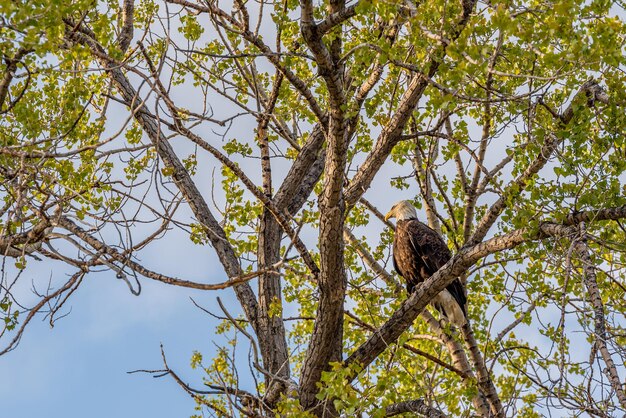 A bald eagle in a tree on the prairies in Saskatchewan Canada