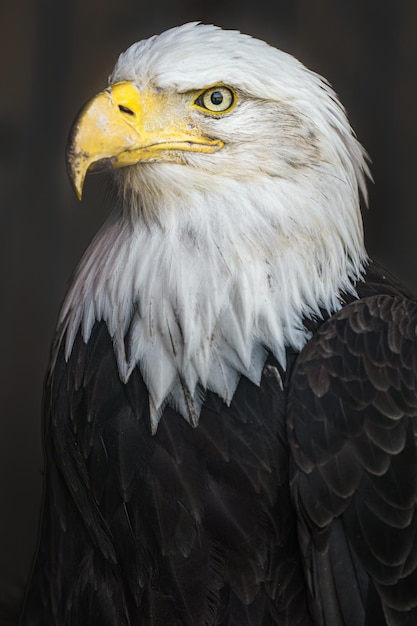 Foto bald eagle