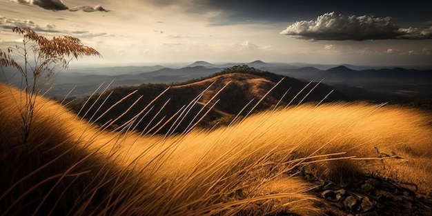 Пейзажный парк Bald Hill Mountain Ranong Таиланд - красивое место с золотой травой