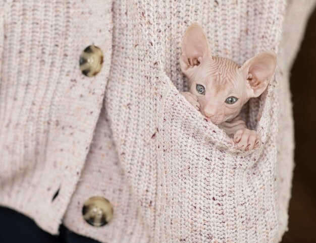 A bald kitten sits in the pocket of a knitted jacket and looks at the camera