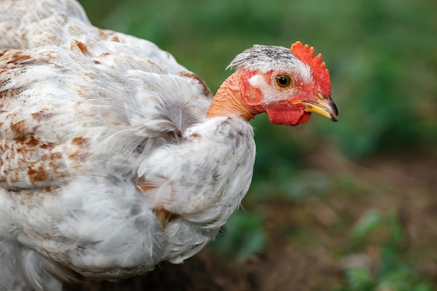 緑の背景に、禿げた首の鶏の肖像画