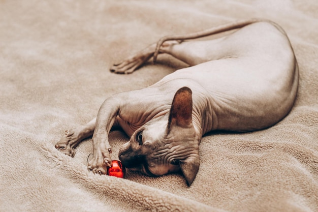 A bald sphinx cat lies on a blanket and plays with a New Year's red ball