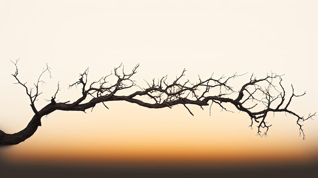 Photo bald tree limb silhouette concept