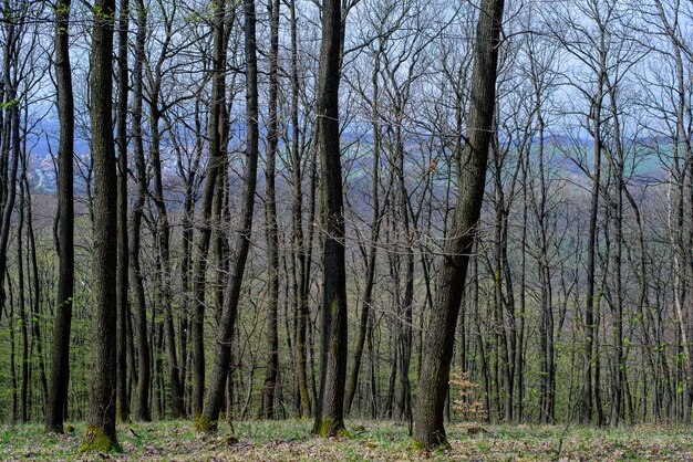 Bald trees in the forest in early spring