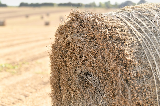 Photo bale of dry flax on the field