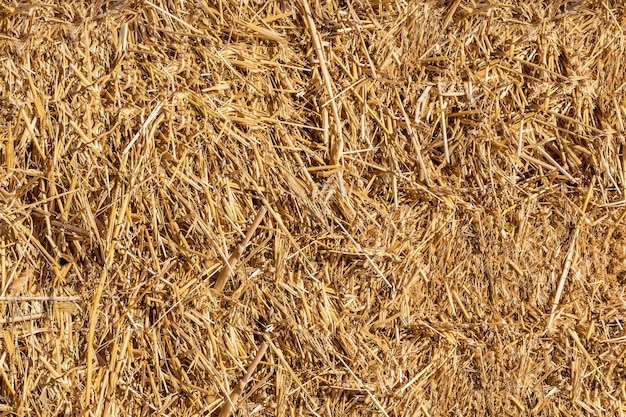 A bale of dry straw as a natural background Texture and pattern of dried grass