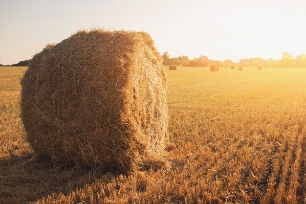 Bale of hay on field.