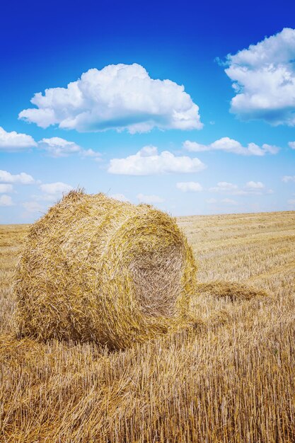 Bale of a straw on harwested field instagram colors