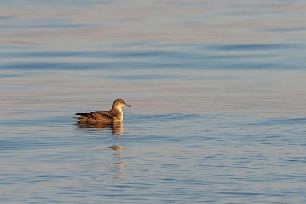 Балеарский буревестник Puffinus mauretanicus Малага Испания