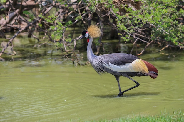 動物園のバレリア・パヴォニナ