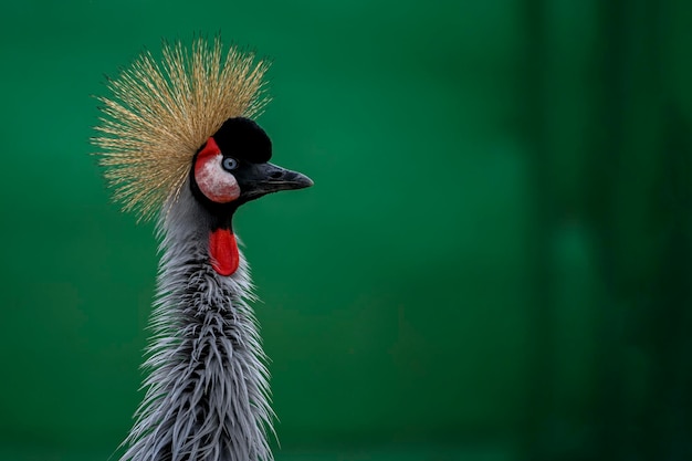 Photo balearica regulorum or the greycrowned crane is a gruiform bird in the gruidae family