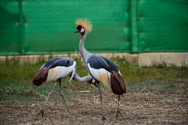 Balearica regulorum of de Greycrowned Crane is een gruiform vogel uit de familie Gruidae