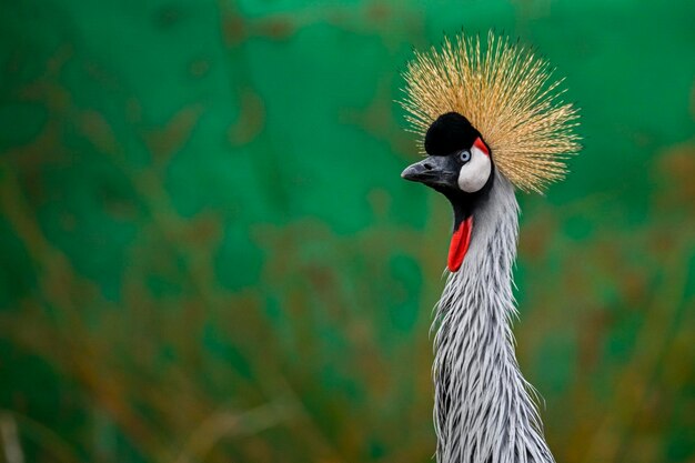 Balearica regulorum of de Greycrowned Crane is een gruiform vogel uit de familie Gruidae