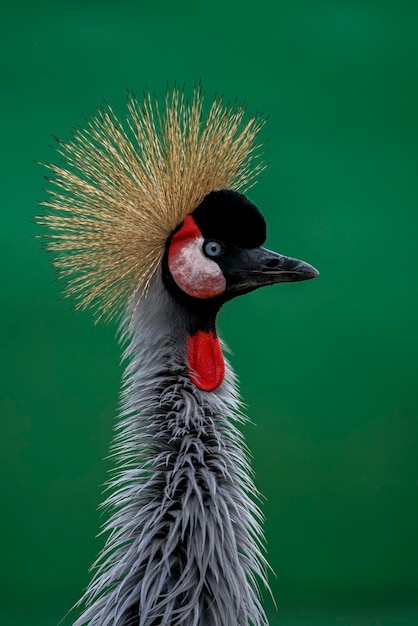 Balearica regulorum of de Greycrowned Crane is een gruiform vogel uit de familie Gruidae