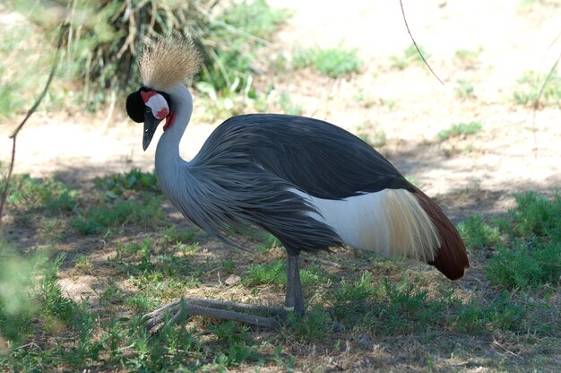 Balearica regulorum