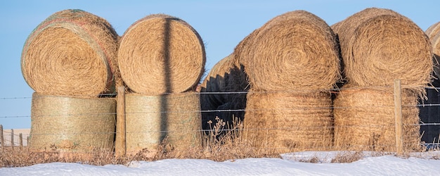 Balen hooi opgesteld op een alberta boerderij veld