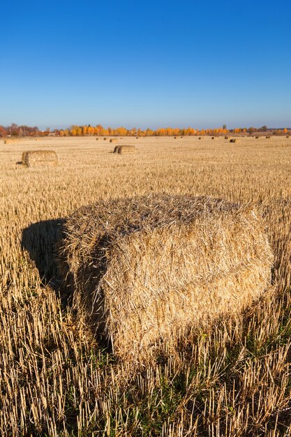 Balen hooi verspreid over het veld na het oogsten