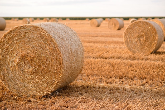 Balen stro in het veld