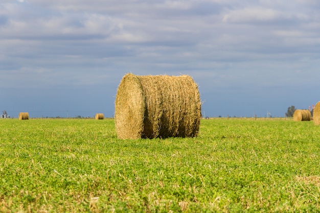 Balen van luzerne in het veld in de zomer