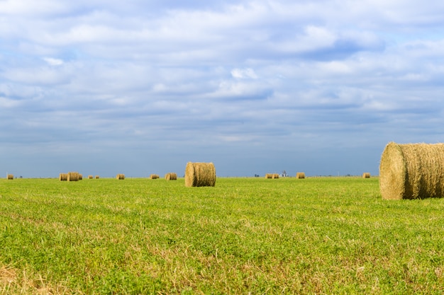 Bales of alfalfa in the field in summer