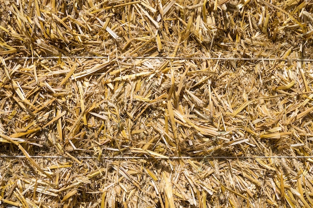 Photo bales of compressed straw rye close-up shot