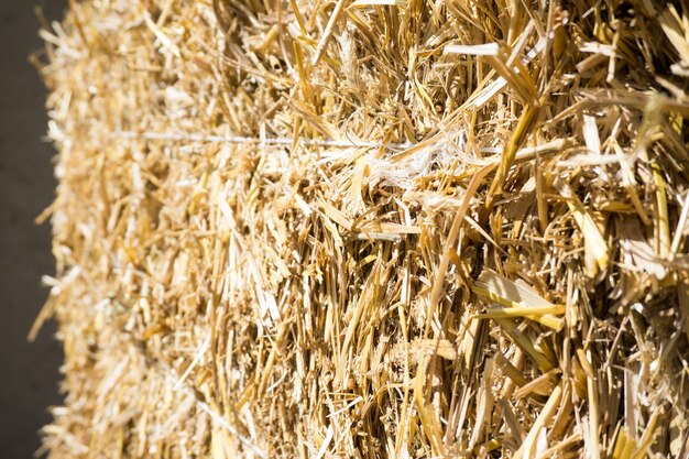 Bales of compressed straw rye close-up shot