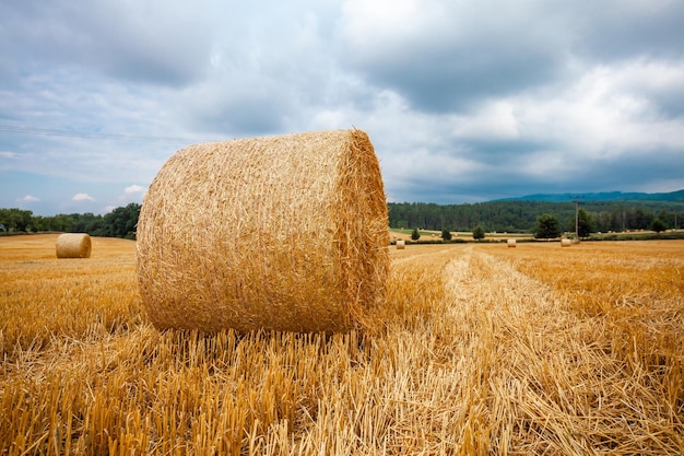 Bales of dry straw in the field after harvest