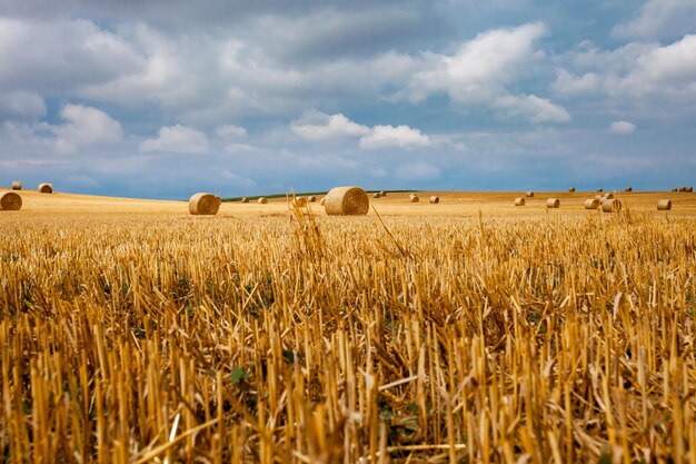 Bales of dry straw in the field after harvest