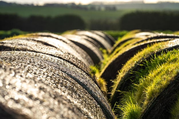 Bales of hay bales of silage haystack on a ranch in spring