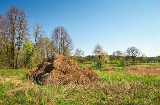 Bales of hay drying on the sunny field. Hay pile at the country.