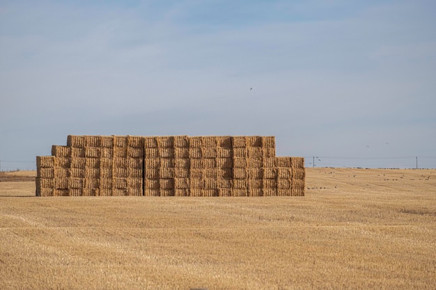 Bales of hay on a farm field in Fall