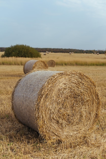 Bales of hay on a farm with summer blue sky