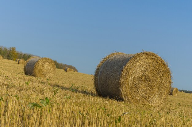 Bales of hay on a farm with summer blue sky.