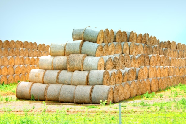 Bales of hay on the field