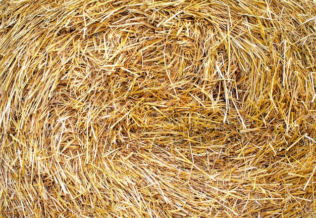 Bales of straw are illuminated by the sun