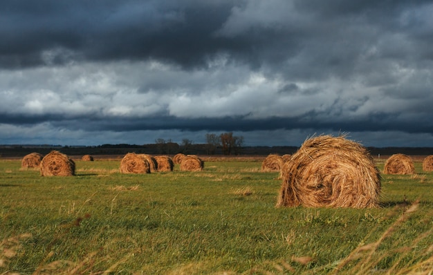 Bales of straw in a field under a gloomy autumn sky 