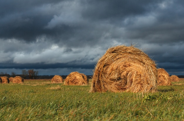 bales of straw in a field under a gloomy autumn sky 