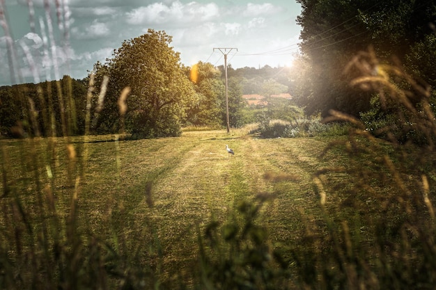 Bales of straw on meadow in sunshine