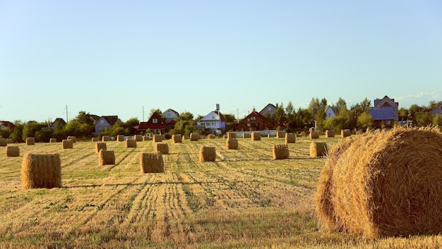 Bales of straw on the retracted the field after harvest