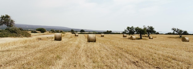 Bales on summer field Panorama of the rural landscape