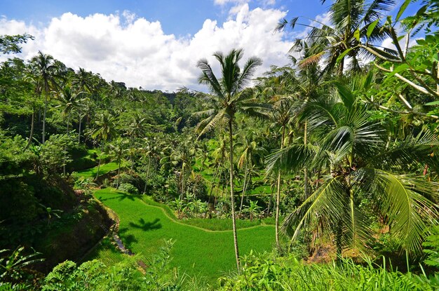 Foto paesaggio di bali, in indonesia