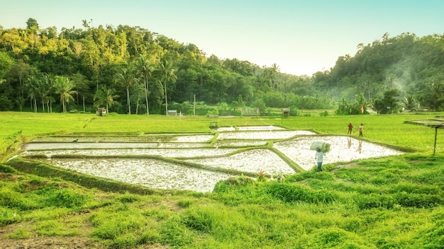 Ландшафт Бали с зеленым рисовым полем