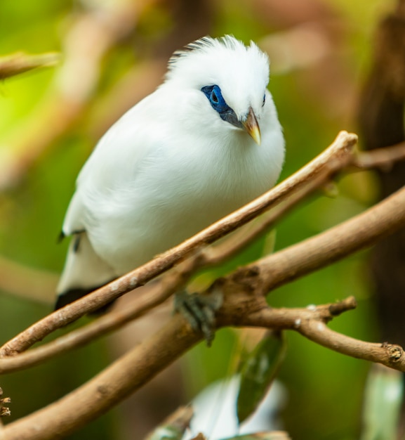 バリミーナの鳥