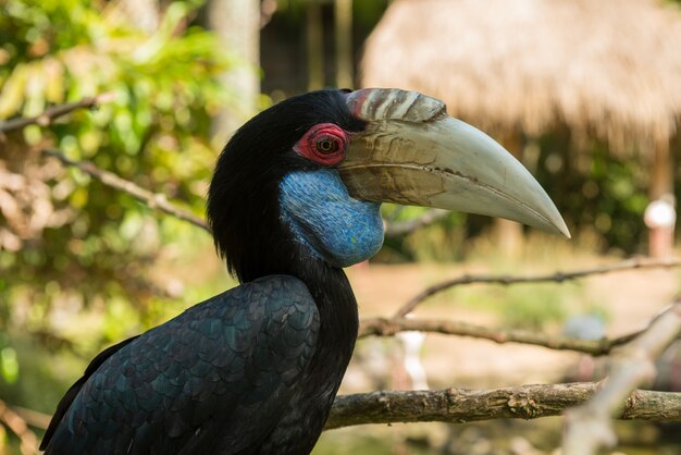 Bali vogelpark in Sanur