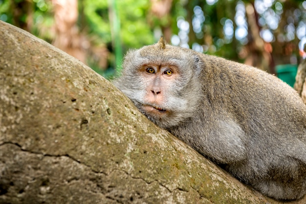 Balinese aap met lange staart in het heiligdom