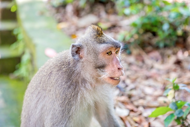 Balinese aap met lange staart in het wild