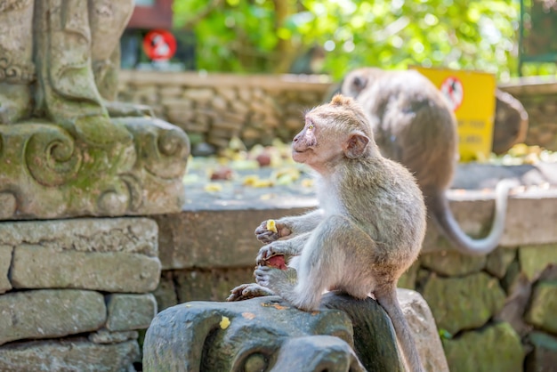 Il bambino scimmia dalla coda lunga balinese mangia i frutti Foto Premium