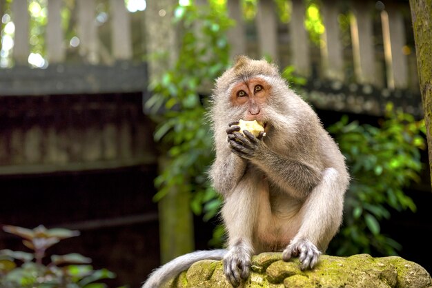 Photo balinese long-tailed monkey at the sanctuary