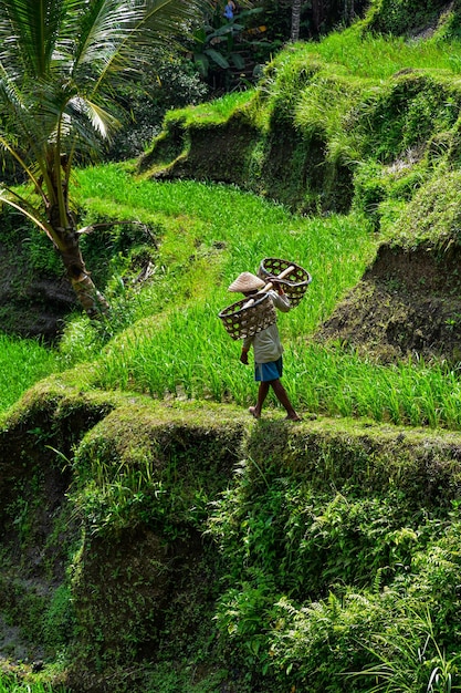 Foto un uomo balinese che lavora in un campo in una giornata di sole