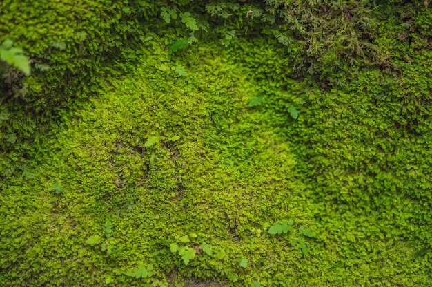 バリの苔の背景バリへの旅のコンセプト